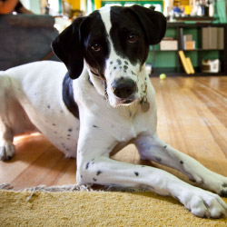 DogWatch of North Alabama, Huntsville, Alabama | Indoor Pet Boundaries Contact Us Image