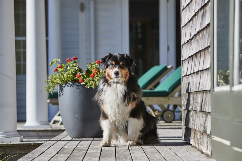 Aussie on porch