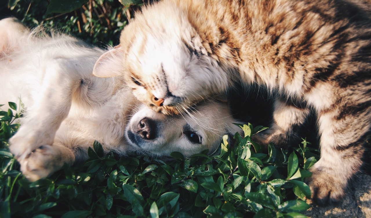 dog and cat heartworms