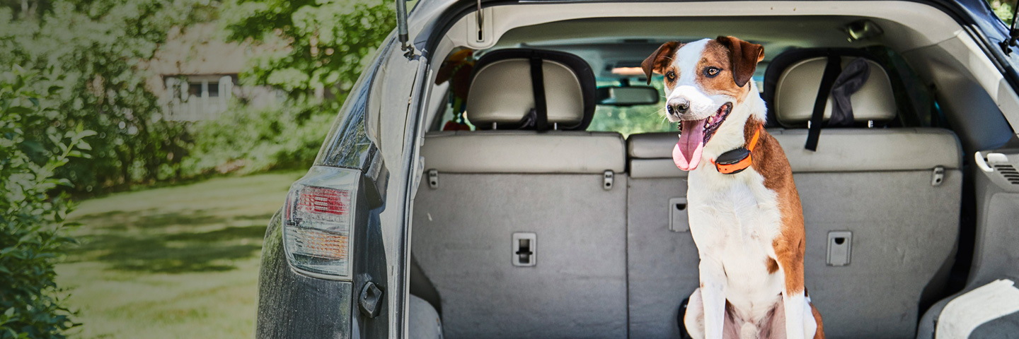 dog in car