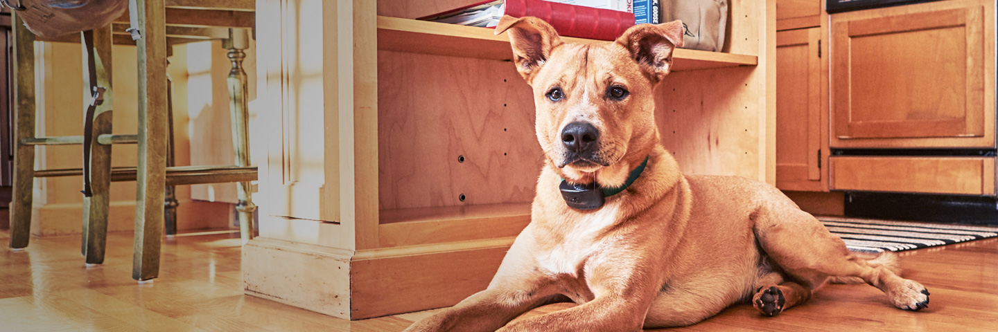 DogWatch of North Alabama, Huntsville, Alabama | Indoor Pet Fences Slider Image
