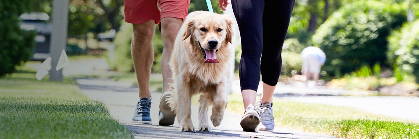 DogWatch of North Alabama, Huntsville, Alabama | SideWalker Leash Trainer Slider Image